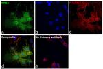 NME2 Antibody in Immunocytochemistry (ICC/IF)