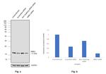 NME2 Antibody in Western Blot (WB)