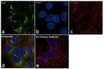 AFP Antibody in Immunocytochemistry (ICC/IF)