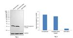 beta-2 Microglobulin Antibody in Western Blot (WB)