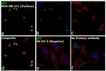 p53 Antibody in Immunocytochemistry (ICC/IF)