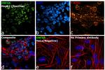 HNF4A Antibody in Immunocytochemistry (ICC/IF)