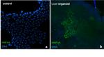 HNF4A Antibody in Immunocytochemistry (ICC/IF)