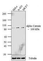 alpha Catenin Antibody in Western Blot (WB)