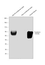 Transferrin Antibody in Western Blot (WB)