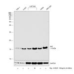 MIF Antibody