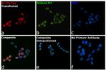 6x-His Tag Antibody in Immunocytochemistry (ICC/IF)