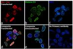 Myc Tag Antibody in Immunocytochemistry (ICC/IF)