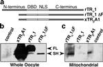 THRA/THRB Antibody in Western Blot, Immunoprecipitation (WB, IP)