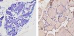 THRA/THRB Antibody in Immunohistochemistry (Paraffin) (IHC (P))