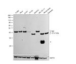 TBP Antibody in Western Blot (WB)