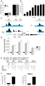 THRB Antibody in ChIP Assay (ChIP)