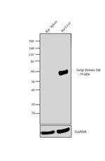 Golgi protein 58k Antibody in Western Blot (WB)