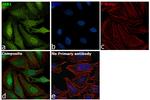 JAB1 Antibody in Immunocytochemistry (ICC/IF)