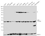 JAB1 Antibody in Western Blot (WB)