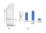 JAB1 Antibody in Western Blot (WB)