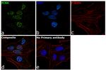 PCNA Antibody in Immunocytochemistry (ICC/IF)