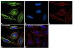 alpha Tubulin Antibody in Immunocytochemistry (ICC/IF)