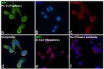 Amyloid Precursor Protein Antibody