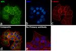 Protein APC Antibody in Immunocytochemistry (ICC/IF)