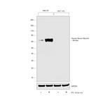 Human Serum Albumin Antibody in Western Blot (WB)