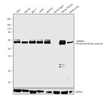 hnRNP L Antibody in Western Blot (WB)