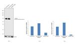 hnRNP L Antibody in Western Blot (WB)