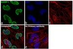 hnRNP L Antibody in Immunocytochemistry (ICC/IF)