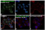 Estrogen Receptor alpha Antibody in Immunocytochemistry (ICC/IF)