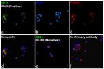 CD21 Antibody in Immunocytochemistry (ICC/IF)