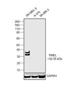 PMEL Antibody