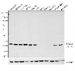 PGP9.5 Antibody