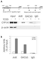 AHR Antibody in ChIP Assay (ChIP)