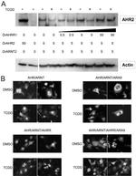 HIF-1 beta Antibody in Western Blot (WB)