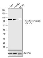 Transferrin Receptor Antibody in Western Blot (WB)