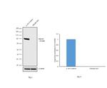 PI3K p85 alpha Antibody