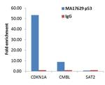 p53 Antibody in ChIP Assay (ChIP)