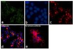 ITGA4 Antibody in Immunocytochemistry (ICC/IF)