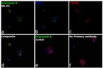 Granzyme B Antibody in Immunocytochemistry (ICC/IF)