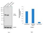 PLK1 Antibody in Western Blot (WB)