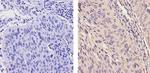 ErbB4 Antibody in Immunohistochemistry (Paraffin) (IHC (P))