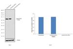 Lamin B1/B2 Antibody in Western Blot (WB)