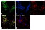 N-cadherin Antibody in Immunocytochemistry (ICC/IF)