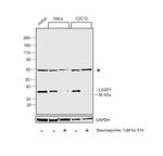 Caspase 7 Antibody in Western Blot (WB)