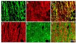 PMCA4 ATPase Antibody in Immunohistochemistry (IHC)