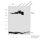 ABCA1 Antibody in Western Blot (WB)