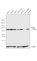 HSPA9 Antibody in Western Blot (WB)