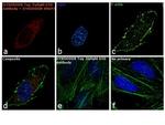 DYKDDDDK Tag Antibody in Immunocytochemistry (ICC/IF)