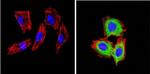 CD26 Antibody in Immunocytochemistry (ICC/IF)