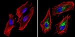 BAP31 Antibody in Immunocytochemistry (ICC/IF)